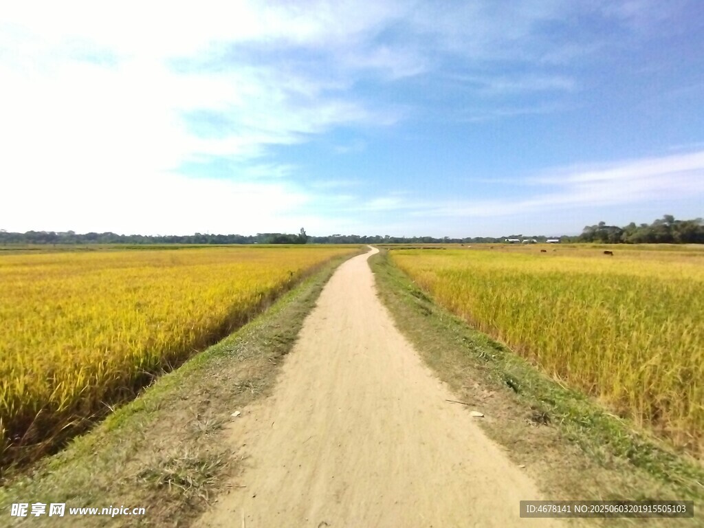 乡间田野小路风景