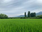 翠绿稻田与远处山峦美景