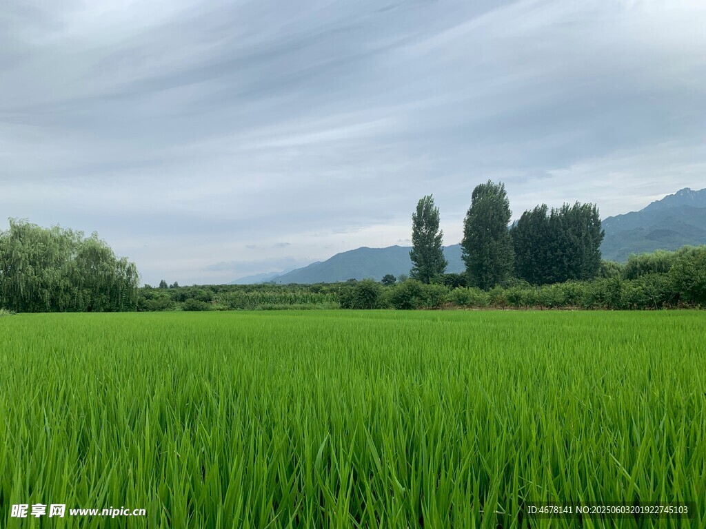 翠绿稻田与远处山峦美景