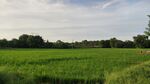 广袤绿野田园风光美景