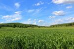 广袤绿野蓝天美景