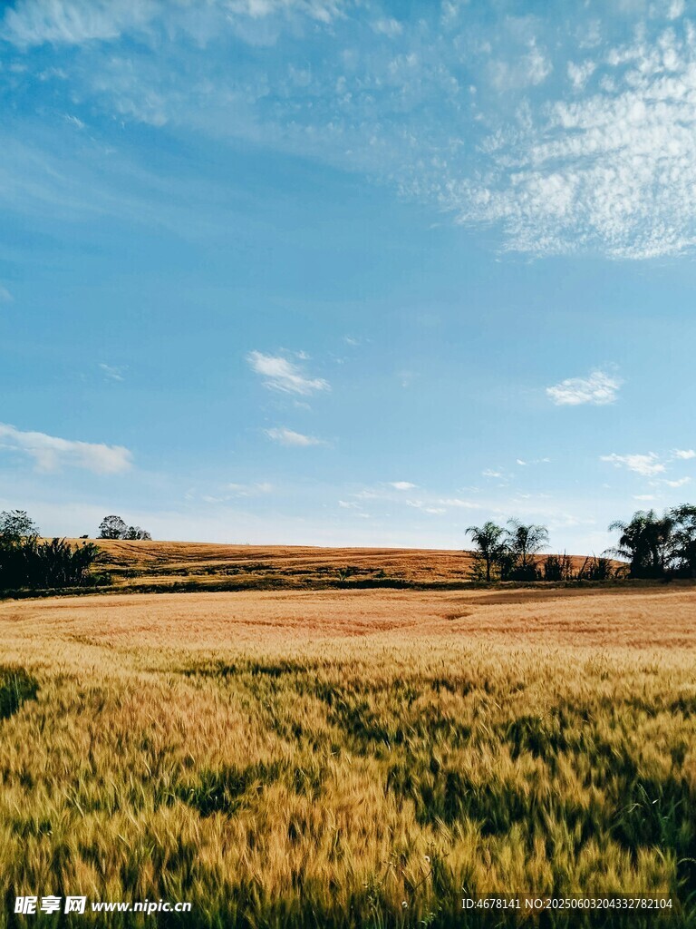 金黄麦田与蓝天美景