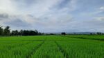 广袤绿野田园风光美景
