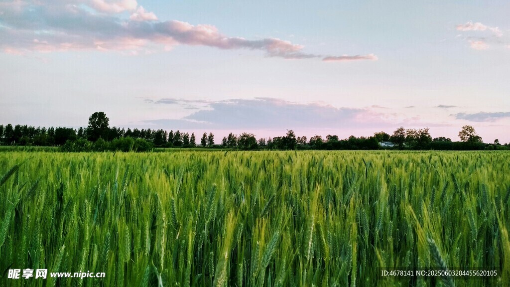 夏日麦田风光