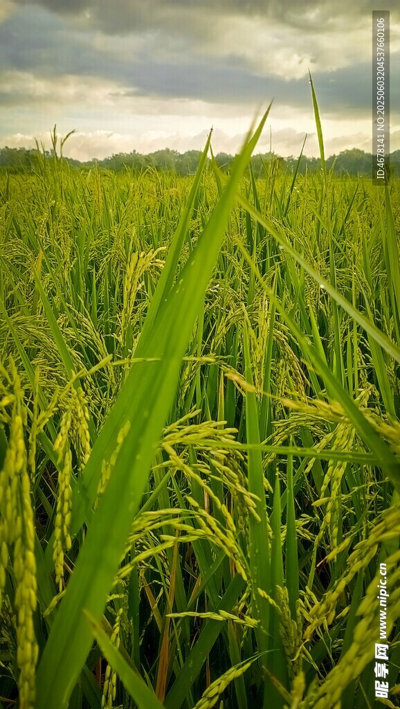 金黄稻田 自然田园美景