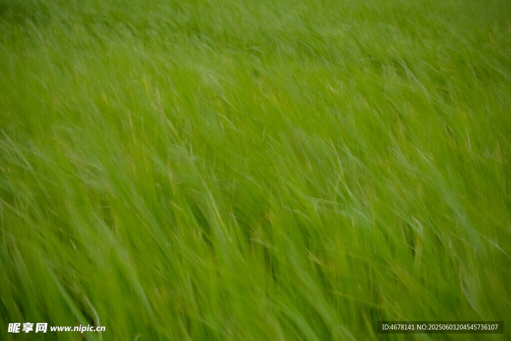 翠绿随风摇曳的蓬勃草地