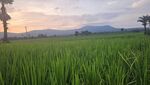 田园稻田美景