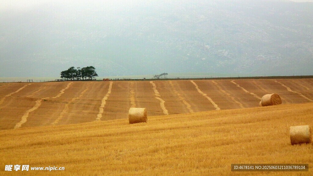 田野中的金黄草垛景观