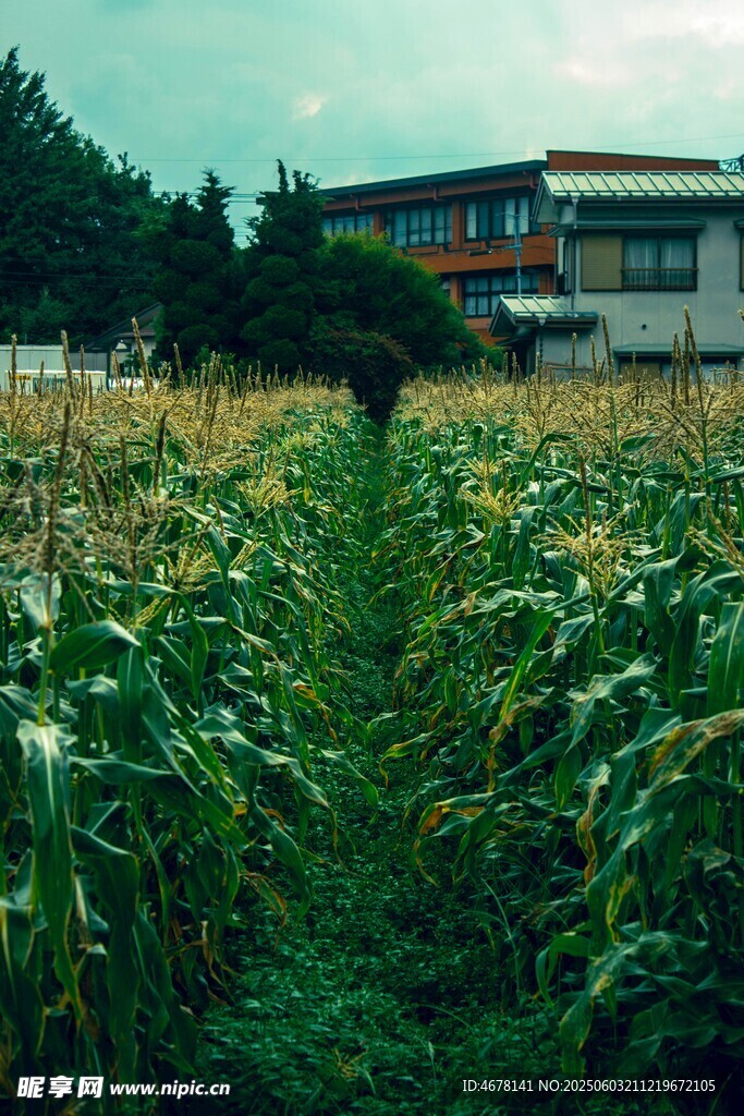 田野中的玉米地与建筑
