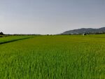 广袤绿野田园风光美景