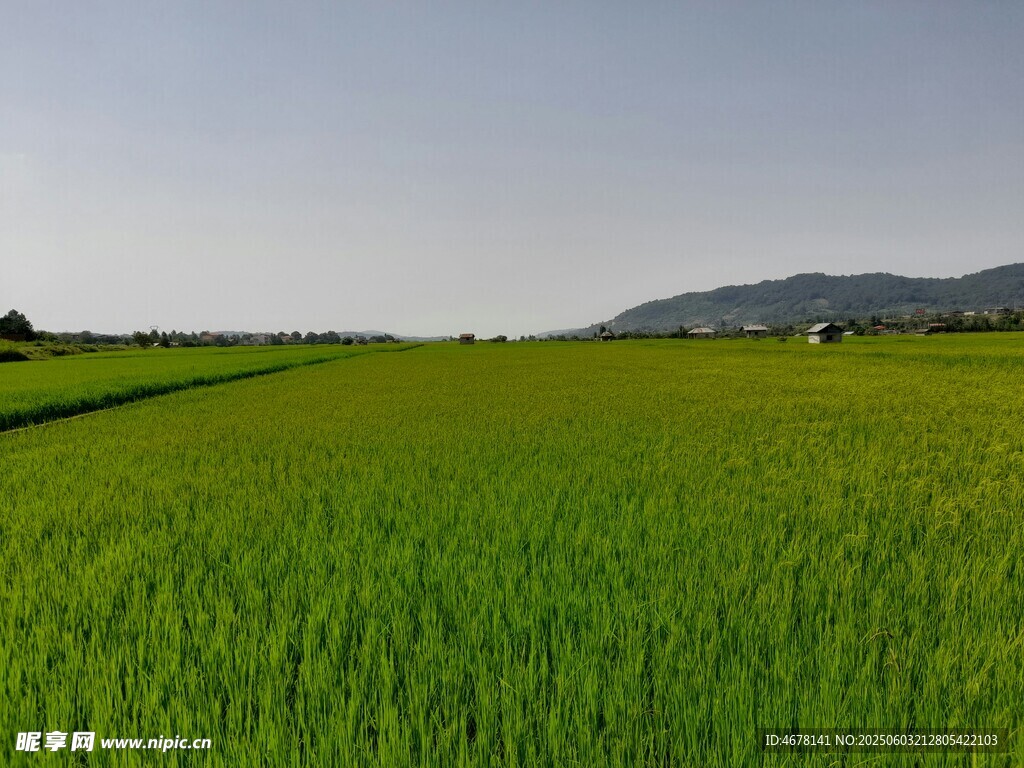 广袤绿野田园风光美景
