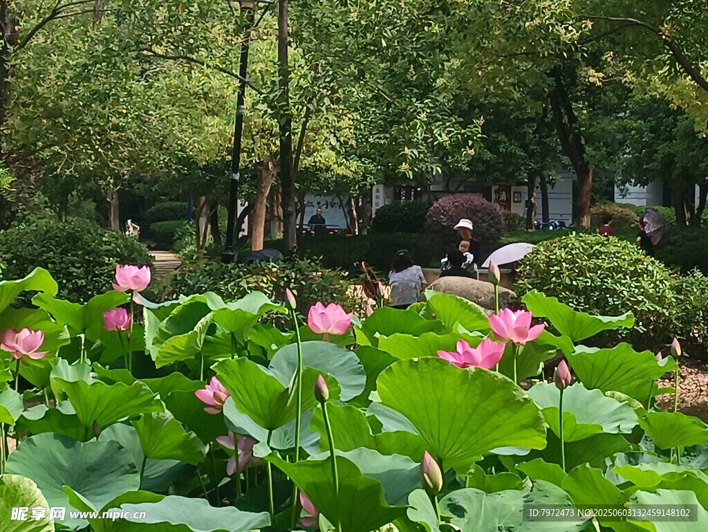 夏日荷塘美景