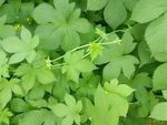 翠绿藤蔓植物生机勃勃