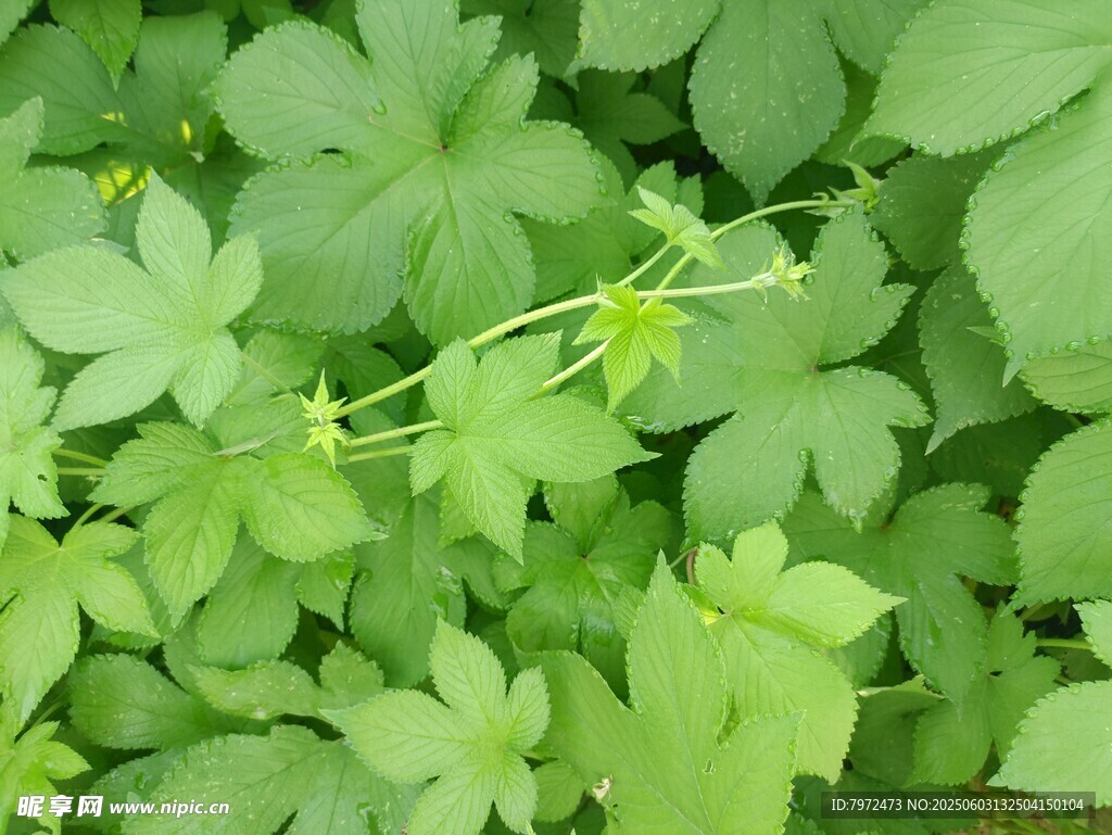 翠绿藤蔓植物生机勃勃