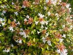 白色花朵绿植特写