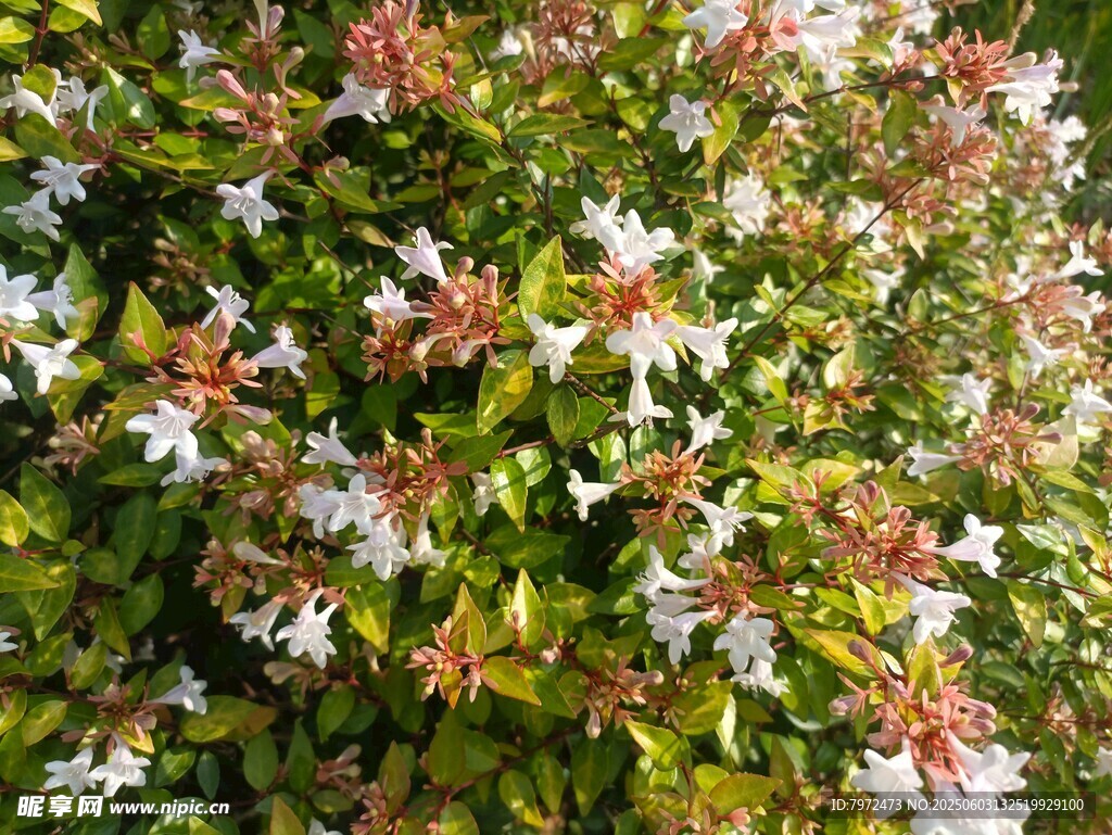 白色花朵绿植特写