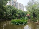 城市中的静谧荷塘景观