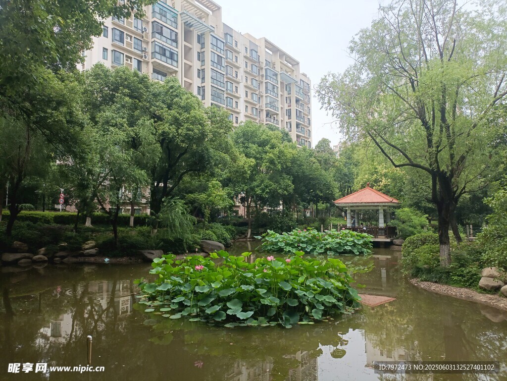 城市中的静谧荷塘景观