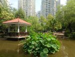 城市中的静谧园林景观