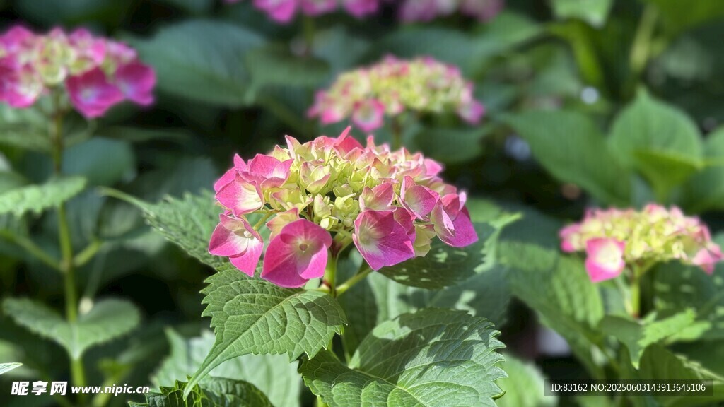 花卉