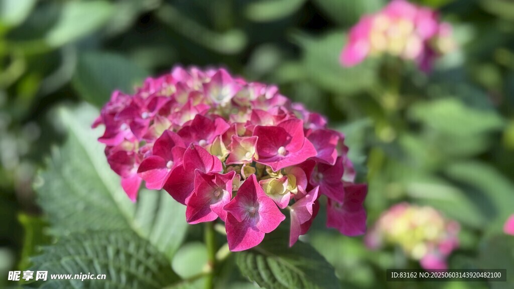 粉红花