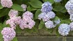 绣球花朵