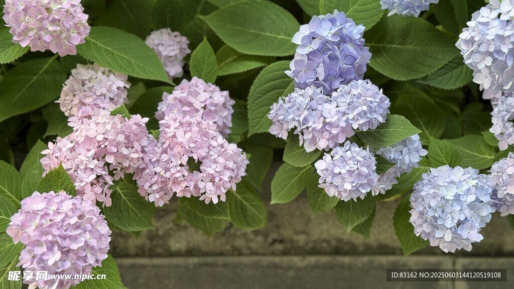 绣球花朵