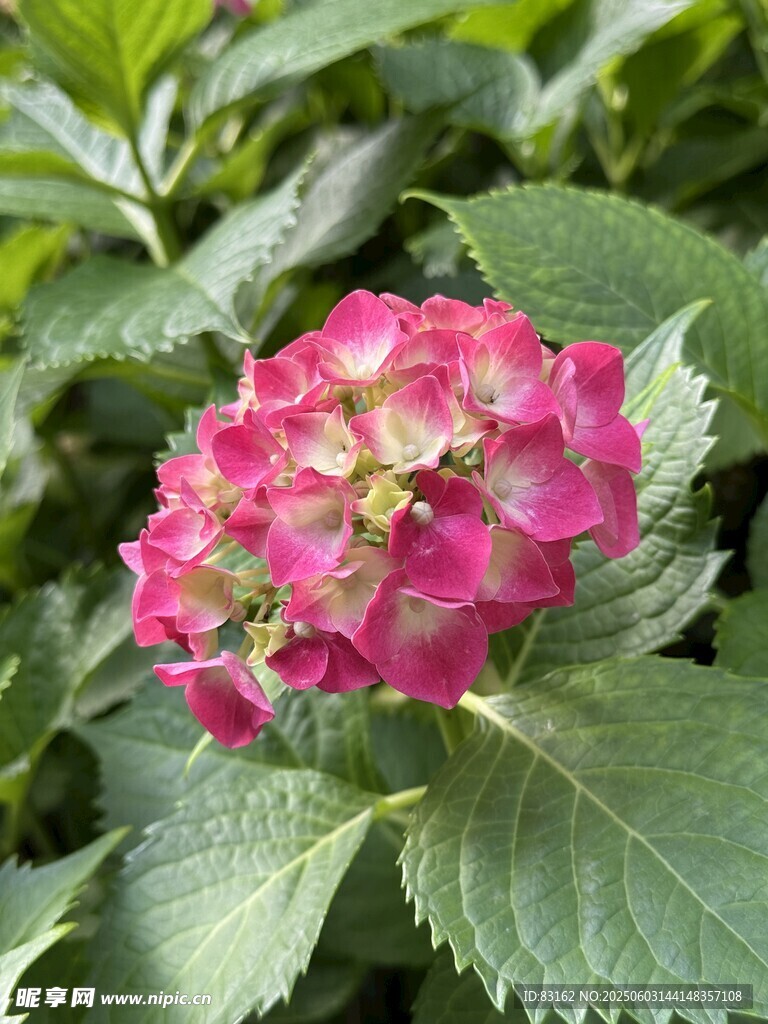 绣球花