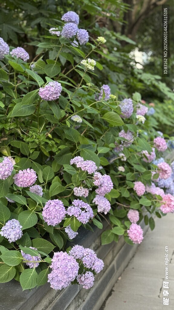 绣球花