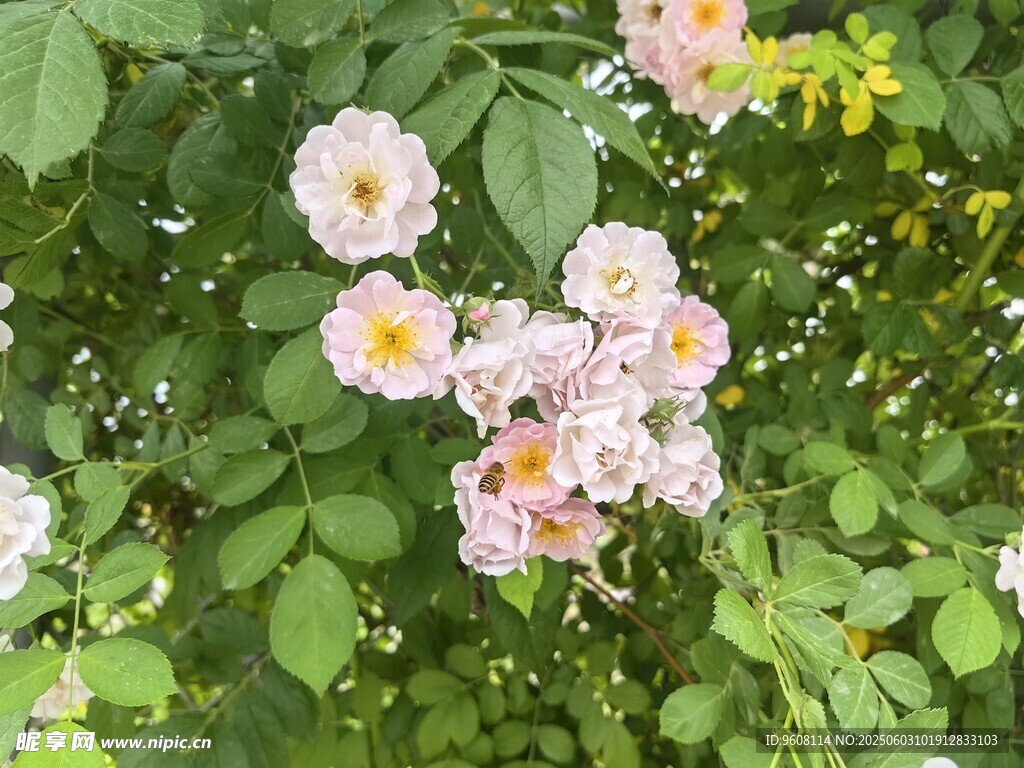 蔷薇绽放绿叶间
