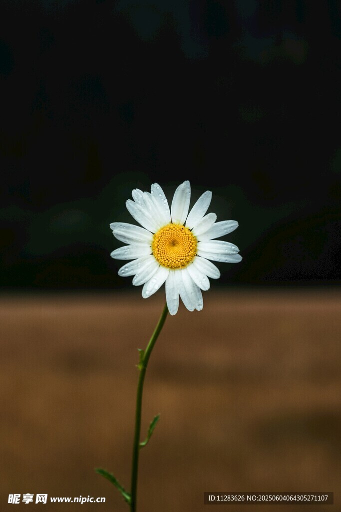 单朵雏菊特写