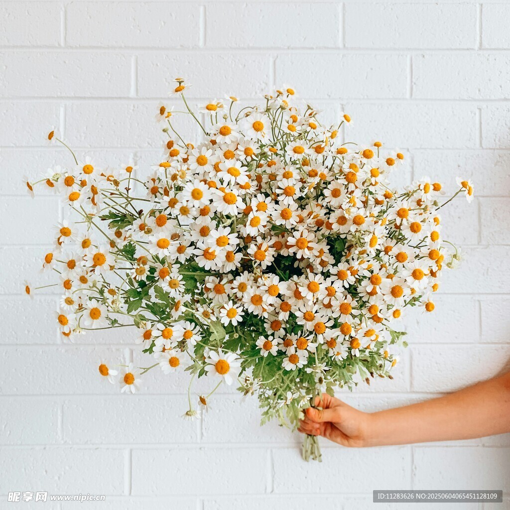 手持清新小雏菊插花一束