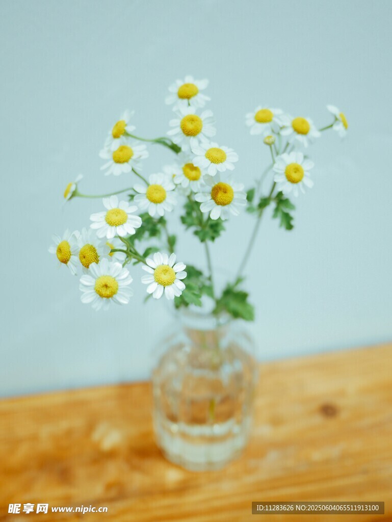 玻璃花瓶中的清新小雏菊