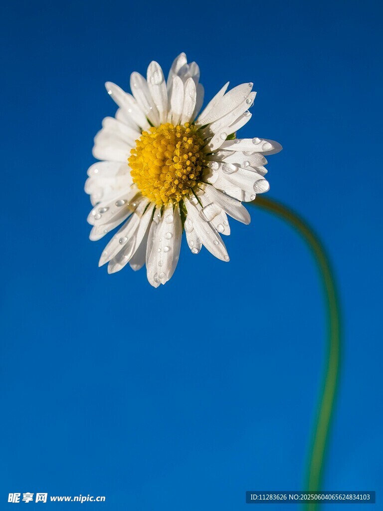 单枝雏菊绽放于蓝天