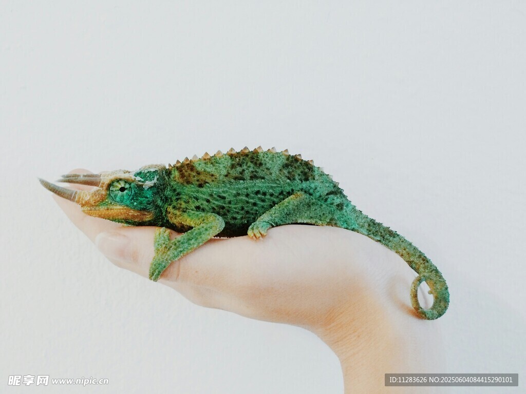 手掌上的多彩变色龙