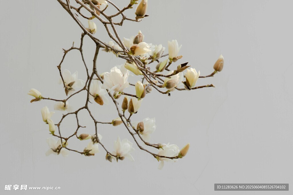 玉兰花枝特写