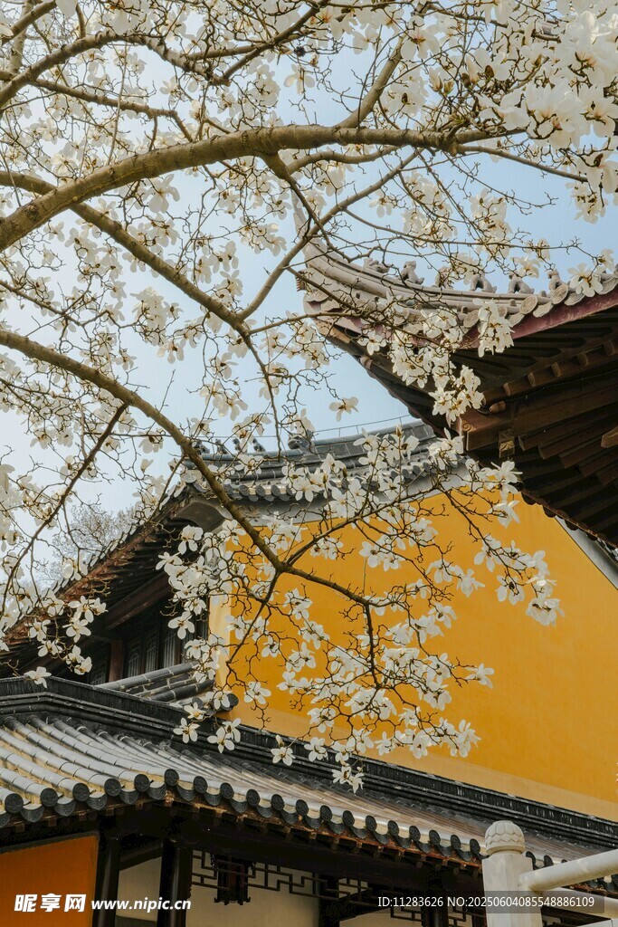 樱花映古建的春日美景