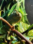 变色龙