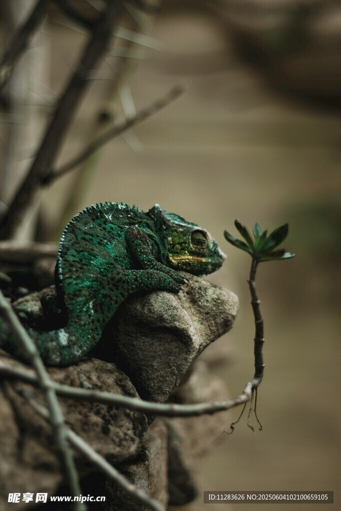 树枝上的绿色变色龙