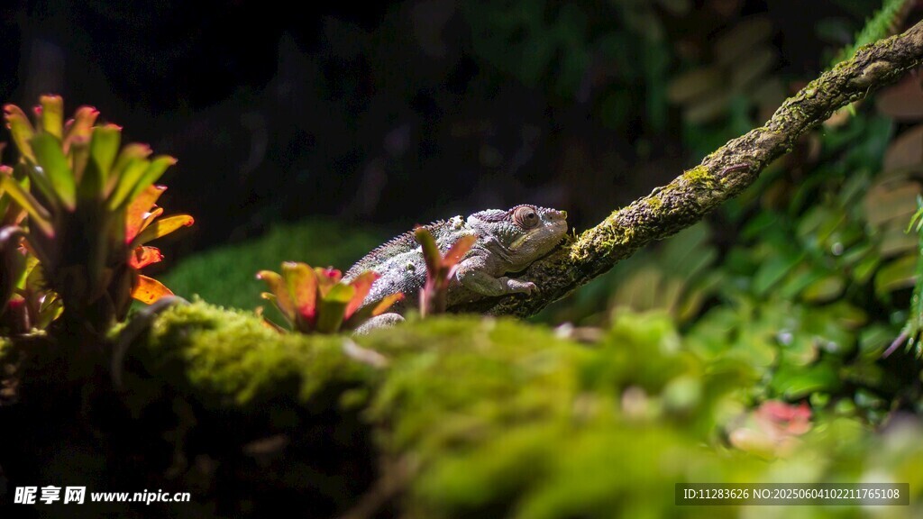 苔藓上的变色龙