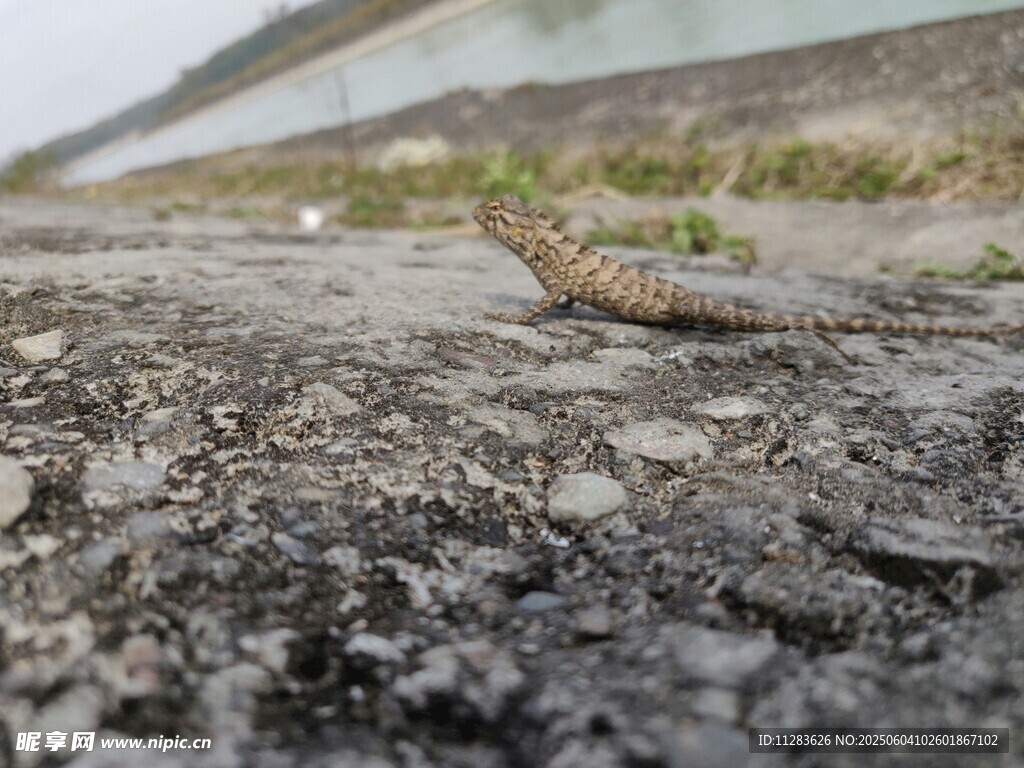 地面上的小蜥蜴