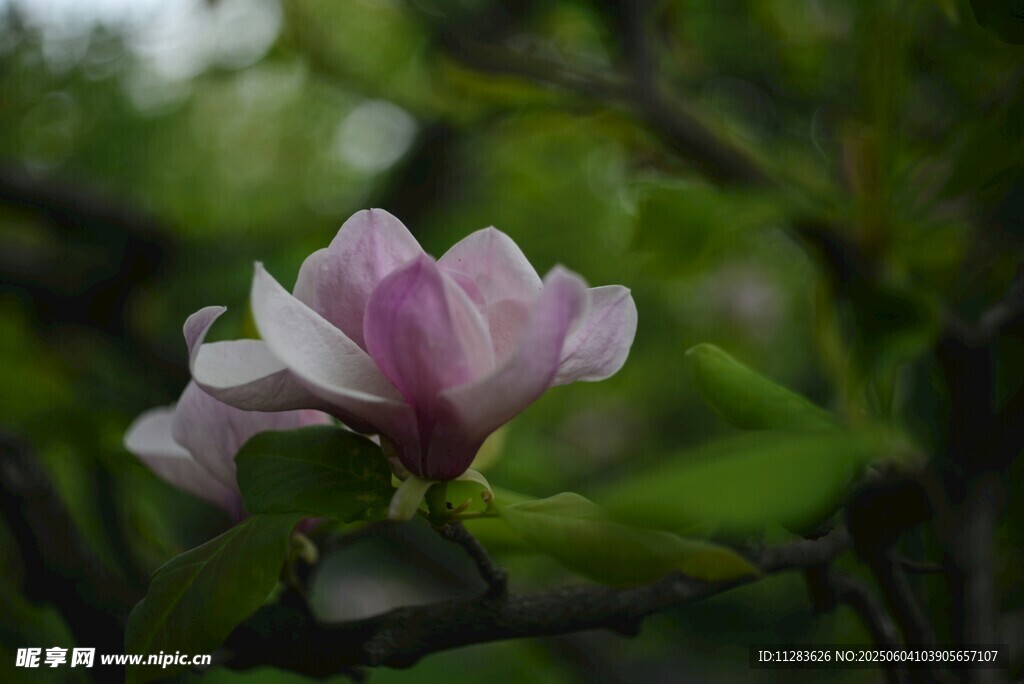 娇艳玉兰花绽放枝头