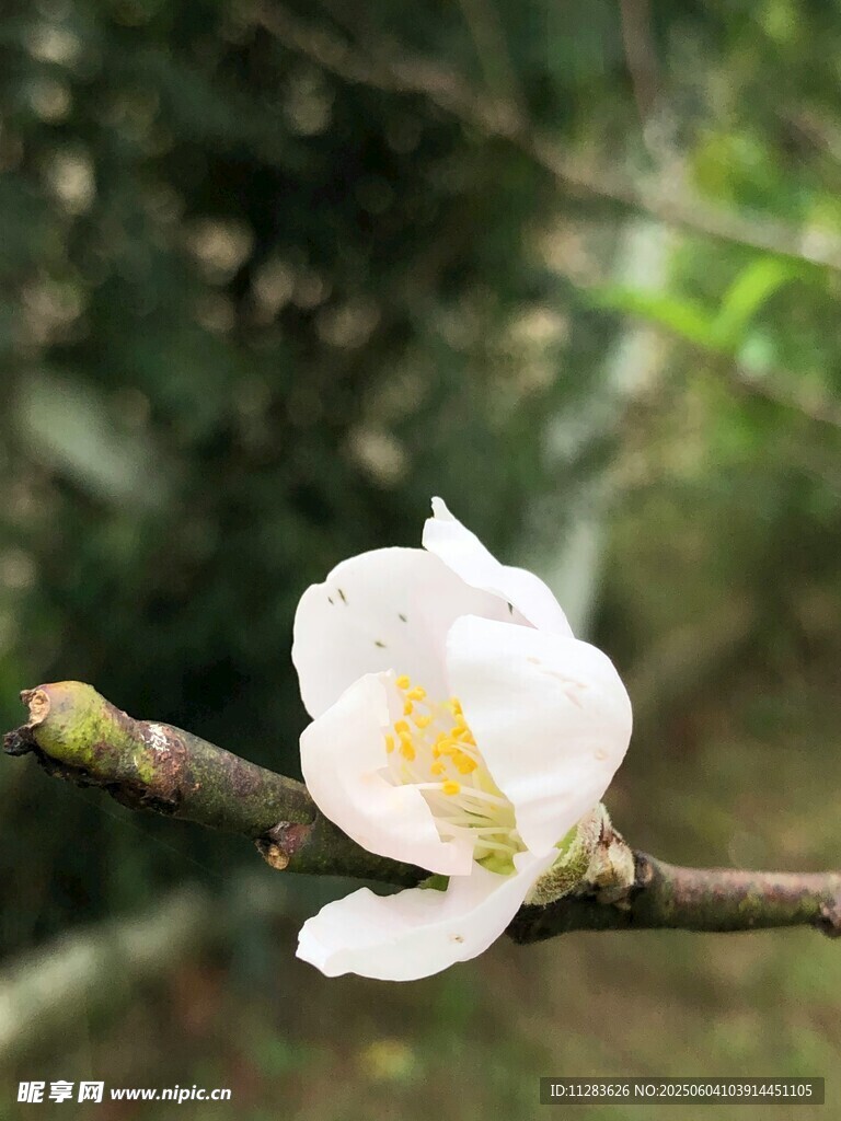 枝头绽放的素雅白花朵
