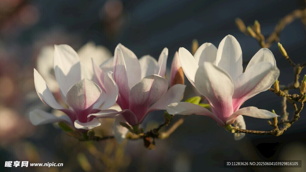 玉兰花绽放枝头