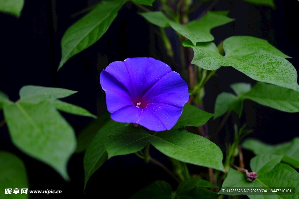 蓝紫色牵牛花绽放