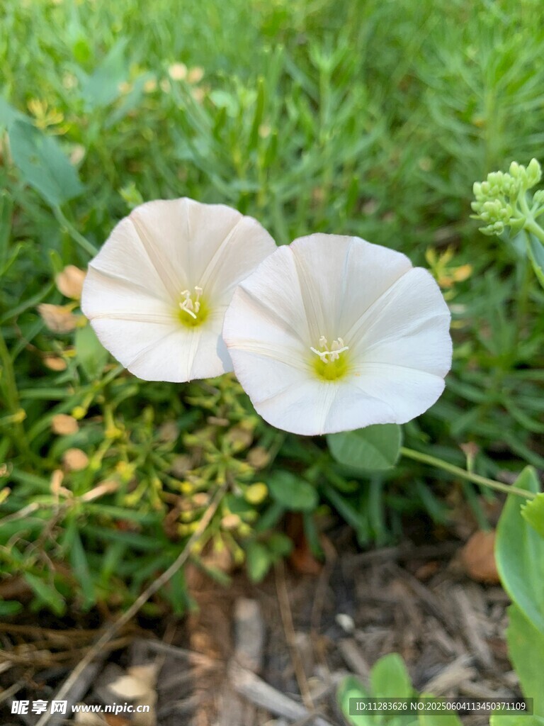 两朵白色牵牛花绽于草丛