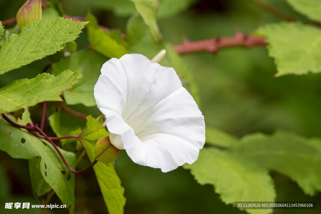 白色牵牛花绽放绿叶间