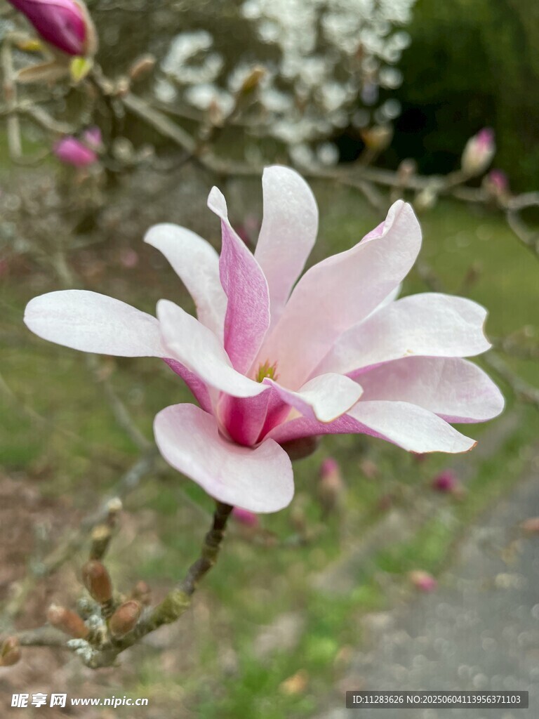 娇艳玉兰花绽放枝头