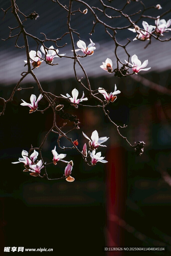 玉兰花枝绽放