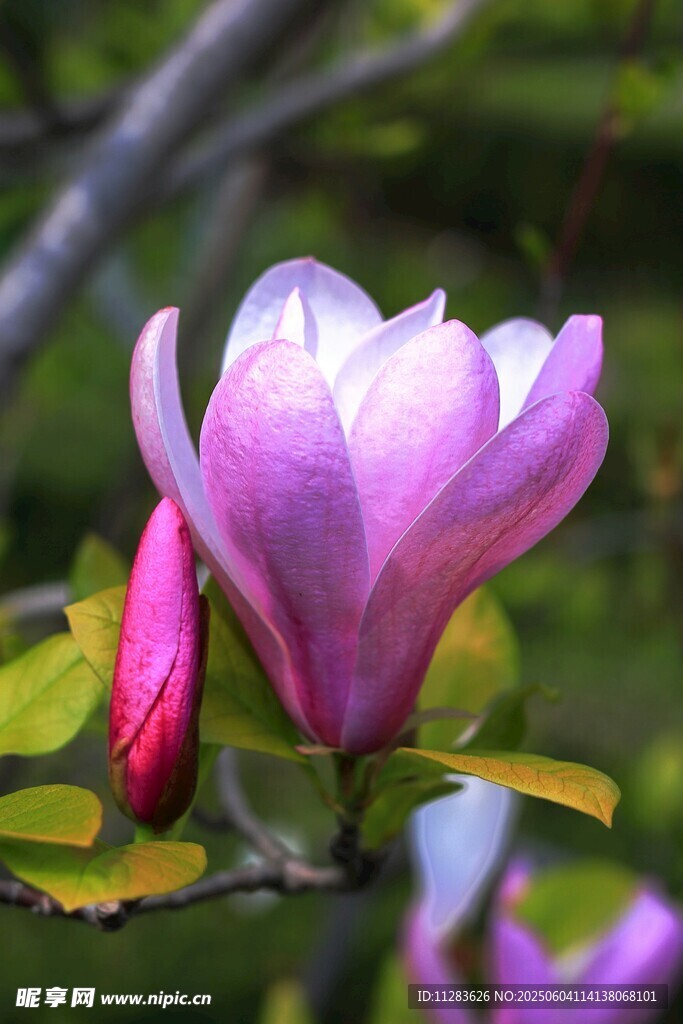 绽放的紫玉兰花朵